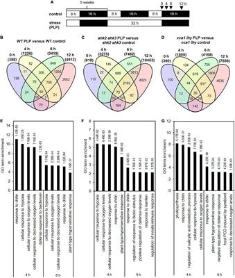 Photoperiod Stress in Arabidopsis thaliana Induces a Transcriptional Response Resembling That of Pathogen Infection